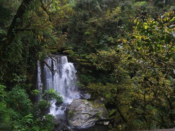 Scenic view of waterfall in forest