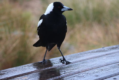 Close-up of bird perching on wood