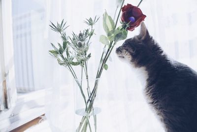 Side view of cat smelling rose