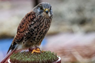 Close-up of owl perching outdoors