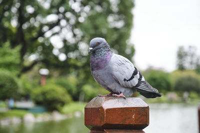 Adult rock dove or common pigeon, columba livia, perched on a wooden post in a garden. 