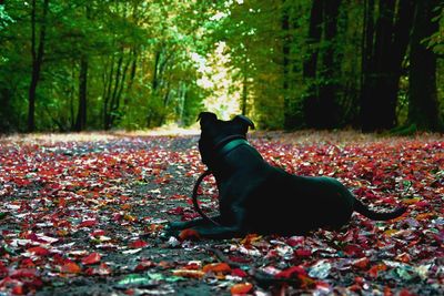 Black dog looking away in forest