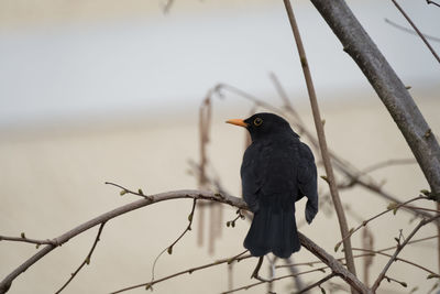 Bird perching on a branch