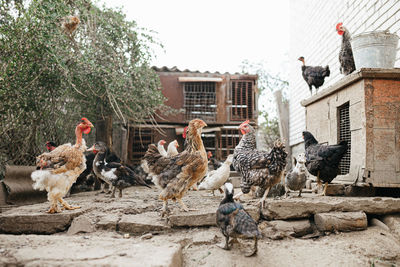 Birds in a building