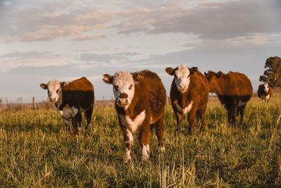 Horses grazing on field