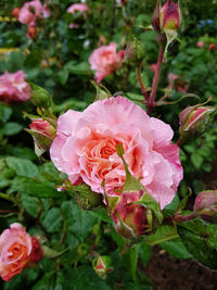 Close-up of pink rose blooming outdoors