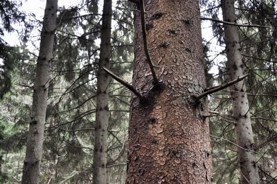 Low angle view of trees in forest