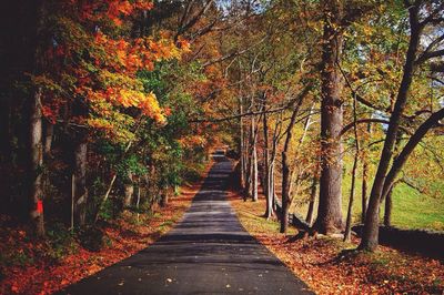 Road passing through forest