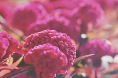 Close-up of pink rose flower