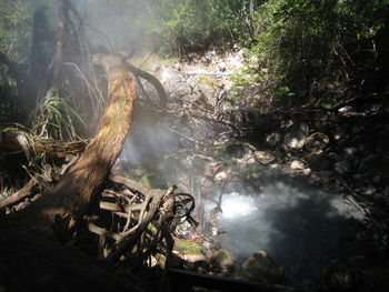 High angle view of waterfall in forest
