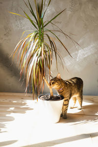 Cat sitting on floor