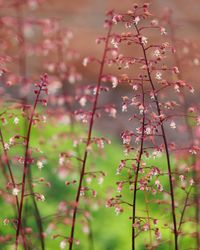 Close-up of plants growing at park