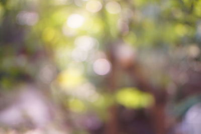 Defocused image of tree