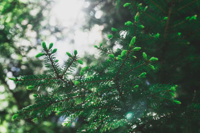 Spruce branch with young green shoots. selective soft focus