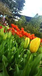 Close-up of colorful tulips growing in garden