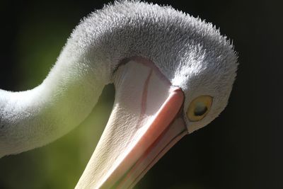 Close-up of pelican