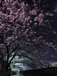 Low angle view of cherry blossoms