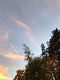 Low angle view of trees against sky