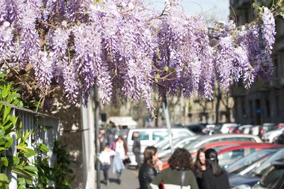 Purple flowering plants in city