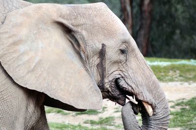 Close-up of elephant on field at san diego zoo safari park