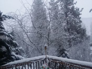 Trees on snow covered landscape