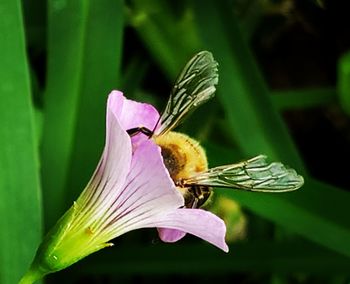 Close-up of insect on purple flower