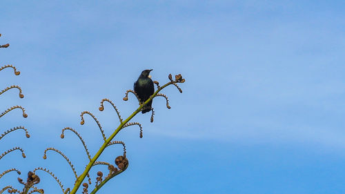 Low angle view of bird perching on plant against blue sky