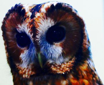 Close-up portrait of owl