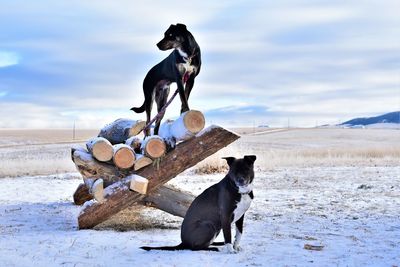 Dog standing on snow covered land