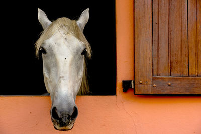 Horse looking out of stable