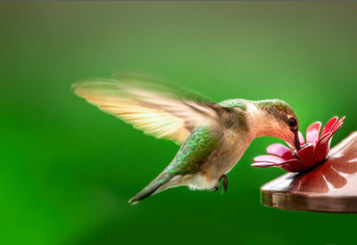 Ethereal beauty. hummingbird drinking at a bird feeder in the backyard