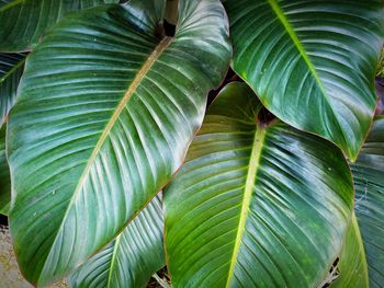 Full frame shot of palm leaves