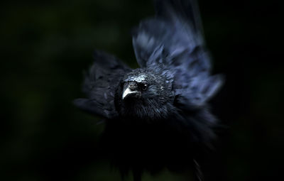 Close-up of bird