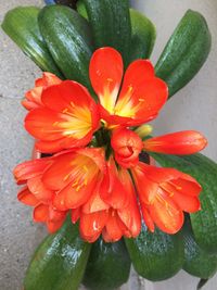 Close-up of wet red flower