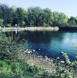 Scenic view of lake in forest