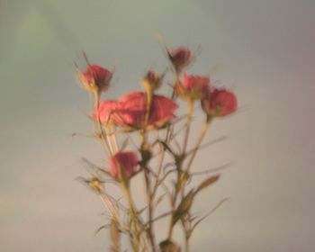 Close-up of red flowering plant