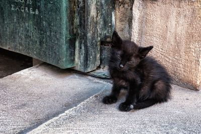 Black cat sitting on floor