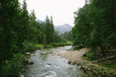 River amidst trees in forest against clear sky