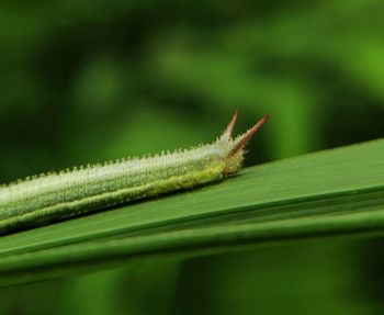 Close-up of insect on leaf