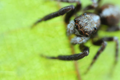 Close-up of spider on leaf