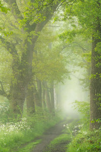 Trees in forest