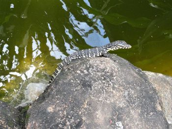 Close-up of turtle swimming in water
