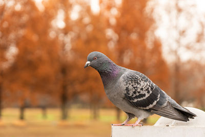 Close up of pigeon, standing still against autumn background.