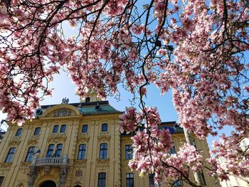 Low angle view of pink flowers