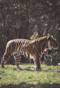 Tiger at zoo