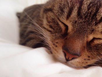 Close-up of cat sleeping