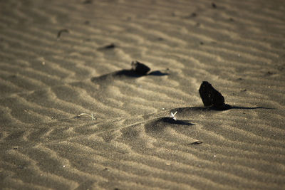 High angle view of a sand