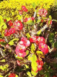 High angle view of pink flowering plants