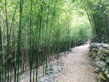 Bamboo trees in forest