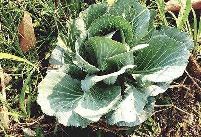 High angle view of plant growing on field